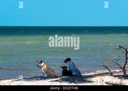 Un branco di cani guarda a lungo mentre i loro proprietari si crogiolano su una spiaggia caraibica, incorniciata da acque turchesi, palme ondeggianti e cieli blu, code che agitano con arguzia Foto Stock