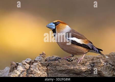 Il falfinch (Coccothraustes coccothraustes) è un uccello passerino della famiglia finch Fringillidae Foto Stock