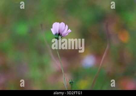 i colorati fiori autunnali sorgono nel parco pubblico Foto Stock
