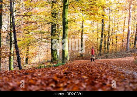 Una donna in rosso va a raccogliere lungo un sentiero ricoperto di foglie nella foresta autunnale con un cesto di vimini con manico, Dolenjske toplice, Slovenia Foto Stock