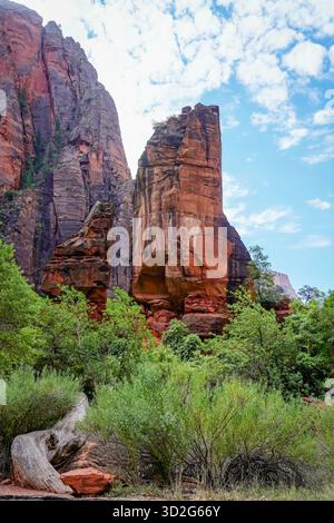 Torreggianti formazioni di arenaria rossa si innalzano nettamente sopra la lussureggiante vegetazione verde del Parco Nazionale di Zion, contrastando con un cielo blu brillante Foto Stock