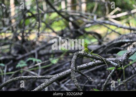 Vista frontale di una lucertola verde comune giovanile (Calotes calotes) seduta su un ramoscello asciutto in cima a un albero caduto per terra Foto Stock