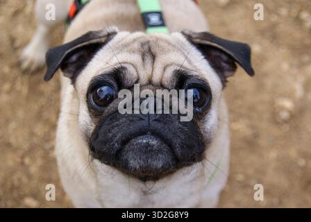 Il cane del cane del cane che guarda direttamente la fotocamera con grandi occhi scuri. Cane da compagnia che esprime una dolce emozione Foto Stock