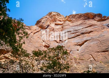 Torreggianti pareti di arenaria si innalzano bruscamente sotto un cielo vivido, incorniciate da rami frondosi che aggiungono contrasto e dimensioni al Parco Nazionale di Zion. Foto Stock