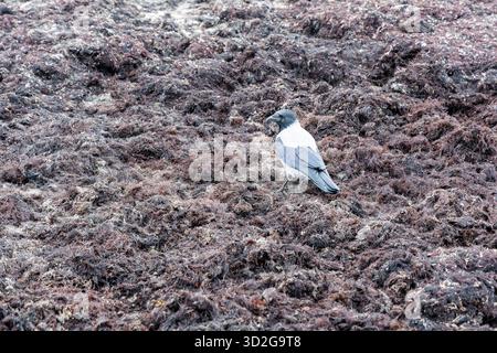 Primo piano di un corvo incappucciato (Corvus cornix) in piedi su uno strato denso e scuro di alghe marine lavate sulla spiaggia, in cerca di cibo. Foto Stock