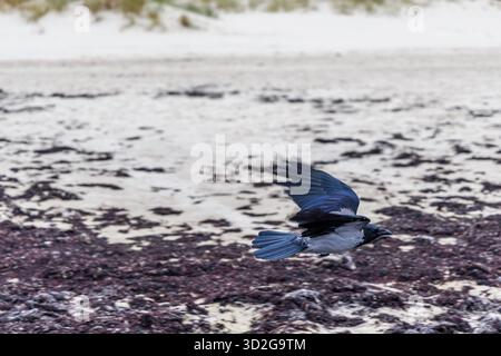 Un corvo incappucciato (Corvus cornix) catturò a metà volo con ali sparse, che si innalzarono in basso sulla spiaggia sabbiosa coperta da alghe marroni scure. Foto Stock