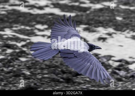 Un corvo incappucciato (Corvus cornix) catturò a metà volo con ali sparse, che si innalzarono in basso sulla spiaggia sabbiosa coperta da alghe marroni scure. Foto Stock