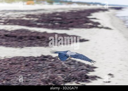 Un corvo incappucciato (Corvus cornix) catturò a metà volo con ali sparse, che si innalzarono in basso sulla spiaggia sabbiosa coperta da alghe marroni scure. Foto Stock