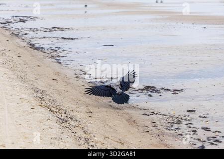 Un corvo incappucciato (Corvus cornix) catturò a metà atterraggio con ampie ali sul litorale bagnato di una spiaggia sabbiosa, con macchie d'acqua e alghe marine. Foto Stock