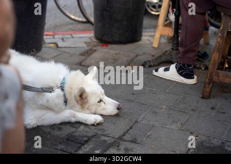 Un cane di tipo husky bianco con un collare blu sdraiato e appoggiato su un marciapiede grigio in una strada urbana, vicino ai piedi di una persona seduta a S. Foto Stock
