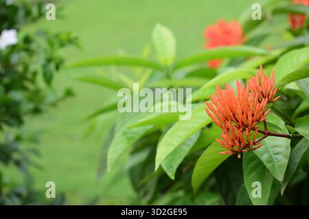 Rangon Flower Bud - Promise of Bloom in Nature's Vibrant Garden Foto Stock