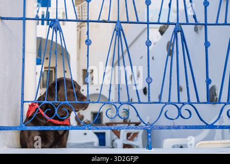 Cane Labrador al cioccolato in attesa dietro una tradizionale porta greca Blu a Santorini Foto Stock
