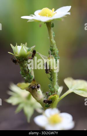 Una fragola selvatica in fiore con una colonia di afidi verdi, curata da formiche da giardino. Foto Stock