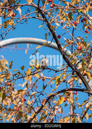 Passero aruota arroccato su un albero in una luminosa mattinata d'autunno nel vecchio porto di Montreal, Quebec, Canada Foto Stock