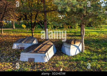 Barche a remi in legno giacciono a terra all'ombra degli alberi. Foto Stock