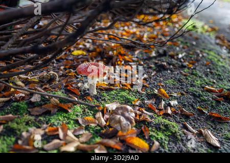 Fungo agarico a mosca rossa singola con macchie bianche che crescono su tronchi di muschio ricoperti di muschio verde, circondato da foglie cadute, ramoscelli e detriti forestali in V. Foto Stock