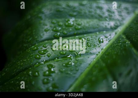 Foglia verde vibrante ricoperta da numerose gocce d'acqua limpida, che mostrano una trama intricata e un aspetto fresco della natura. Questo primo piano macro rivela Foto Stock