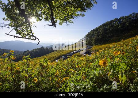 Il vibrante paesaggio mostra una vasta collina verde ricoperta di fiori gialli in fiore. La luce del sole scorre attraverso il ramo dell'albero contro il cielo azzurro, rivelali Foto Stock