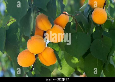Primo piano di albicocche in un frutteto vicino a la Batie Verdun, Drome, Provenza, Francia, Europa. Foto Stock