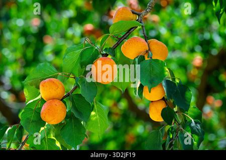 Primo piano di albicocche in un frutteto vicino a la Batie Verdun, Drome, Provenza, Francia, Europa. Foto Stock