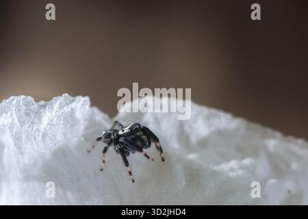 Curioso ragno bianco e nero che salta poggia su delicati petali di fiori bianchi. La macro fotografia di piccoli insetti mostra piccole creature con messa a fuoco soffice bac Foto Stock
