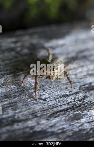 Curioso ragno bruno che salta su legno grigio intemprato. Piccolo aracnide con molti occhi che guardano avanti. Foto macro in primo piano in ambienti naturali all'aperto Foto Stock