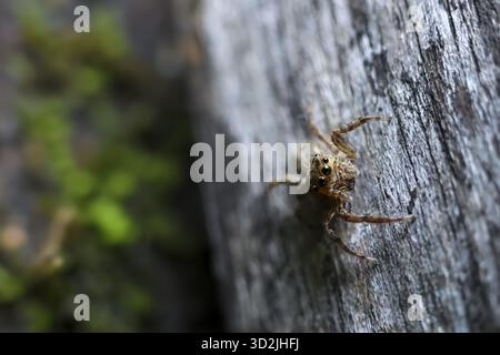 Curioso ragno bruno che salta in vista ravvicinata su legno testurizzato. un piccolo animale dalla natura selvaggia mostra caratteristiche dettagliate, un piccolo aracnide nel suo natu Foto Stock