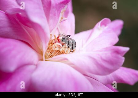 Ape diligente su delicato fiore rosa rosa, incentrato sull'impollinazione. Questa splendida foto macro cattura piccoli insetti che raccolgono il nettare dolce e il b Foto Stock