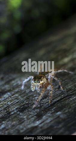 Piccolo ragno peloso e curioso che salta sulla superficie di legno in natura. foto macro in primo piano per catturare dettagli complessi dei suoi molteplici occhi grandi e. Foto Stock