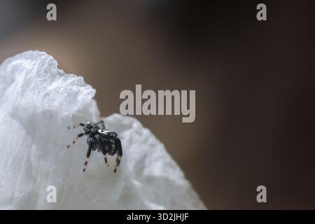 Piccolo ragno bianco e nero che salta su una superficie morbida. Questo curioso aracnide catturato in vista macro su sfondo marrone sfocato con excelle Foto Stock