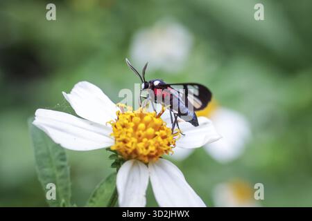 Primo piano di un insetto dai colori vivaci con intricati motivi alari appollaiati su delicati fiori bianchi, evocando un senso di bellezza naturale e di fragore Foto Stock