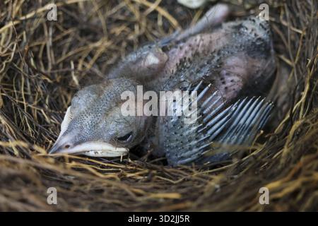 L'uccellino riposa tranquillamente nel suo accogliente nido, gli occhi chiusi in un momento di tranquilla vulnerabilità e nuova vita Foto Stock