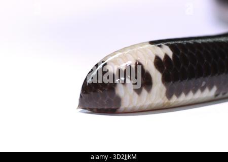 Foto macro della coda del serpente del verme reticolato Foto Stock