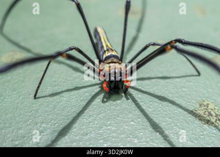 Ravvicinato e intimidatorio di gigantesco ragno tessitore di sfere di seta dorate. Questo spaventoso aracnide con gambe lunghe e ombra prominente su sfondo verde Highli Foto Stock