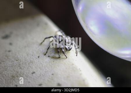 Curioso, piccolo ragno bianco e nero che salta in piedi, vigila sulla superficie ruvida. Questa piccola creatura aracnide selvaggia mostra i dettagli in una macro vista ravvicinata wi Foto Stock