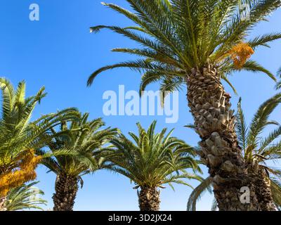 Gruppo di alte palme con rigogliose fronde verdi che si avvicinano a un cielo azzurro vivace in piena luce del giorno, catturate da un basso angolo verso l'alto creando un caldo Foto Stock