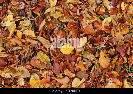 Foglie di autunno sul terreno Foto Stock