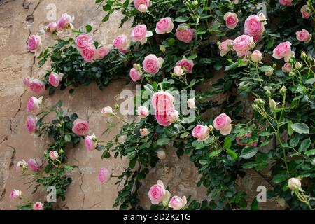 Pierre de Ronsard rosebush contro un muro intonacato Foto Stock