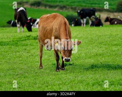 Le mucche pascolano pacificamente in un campo verde brillante. Una mucca in Jersey marrone chiaro si erge in primo piano, con mucche bianche e nere che riposano Foto Stock