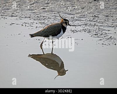 Northern Lapwing (Vanellus vanellus) con crampi rialzati riflessi nell'acqua presso RSPB Leighton Moss Lancashire, Inghilterra, Regno Unito Foto Stock
