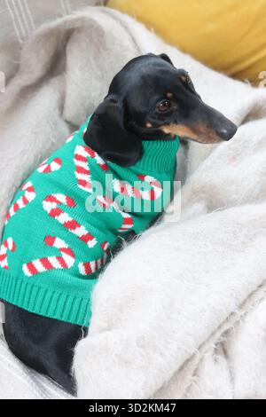 Un Dachshund in miniatura in un maglione natalizio seduto su un divano Foto Stock
