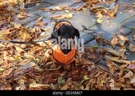 Il cane da dachshund in una giacca arancione cammina nel parco autunnale Foto Stock