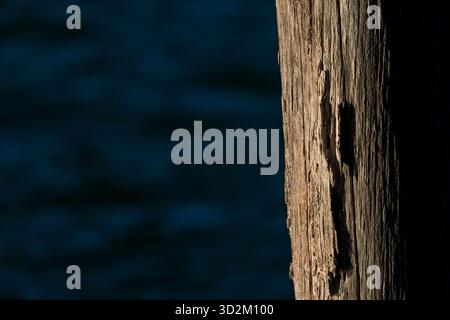 Primo piano di Weathered Wood Foto Stock