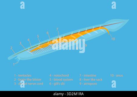 Illustrazione concettuale piatta isometrica 3D di Branchiostoma Lanceolatum Anatomy Scheme, Translucent Fish-like Animal 3D Isometric Flat Conceptual Illustration of Branchiostoma Lanceolatum Anatomy Scheme, Translucent Fish-like Animal Foto Stock
