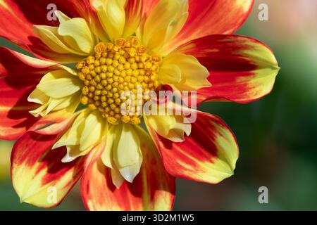 Primo piano di una dahlia appena fiorita con petali arancioni e gialli. Polline giallo al centro. Luce soffusa sullo sfondo. Foto Stock