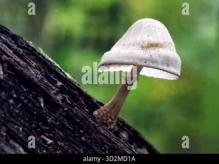 Bellissimo fungo della foresta bianca - Mucidula mucida, Oudemansiella mucida, comunemente noto come fungo in porcellana Foto Stock