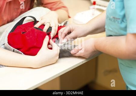 Il veterinario effettua un esame del sangue dal gatto nella clinica veterinaria Foto Stock