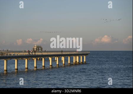 Nuovo molo lungo 720 metri a Prerow aperto dall'ottobre 2024, gru volanti (Grus grus) alla luce della sera, Prerow, Darss, Meclemburgo-Pomera occidentale Foto Stock