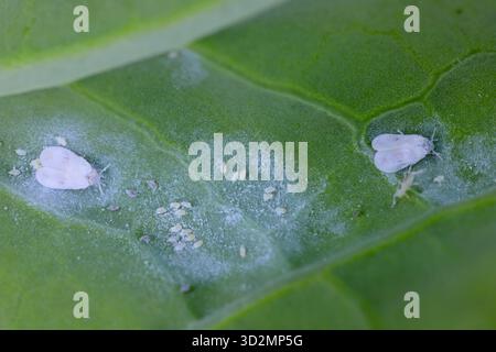 Cavolo bianco (Aleyrodes proletella), Sspecie di cavolo bianco della famiglia Aleyrodidae. Parassita vegetale. Due campioni adulti e uova su una foglia di cavolo. Foto Stock