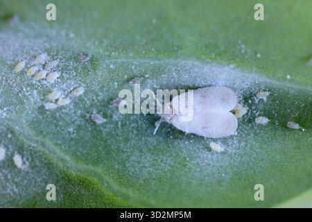 Cavolo bianco (Aleyrodes proletella), Sspecie di cavolo bianco della famiglia Aleyrodidae. Parassita vegetale. Una femmina alata e uova deposte su una foglia di cavolo. Foto Stock